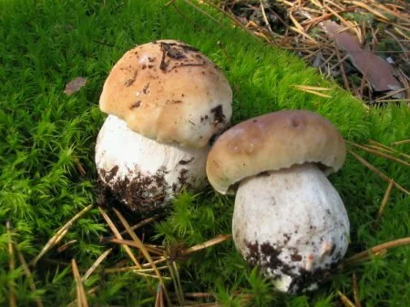 Белый гриб и причины его популярности